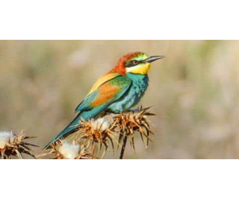 WORLD MIGRATORY BIRD DAY