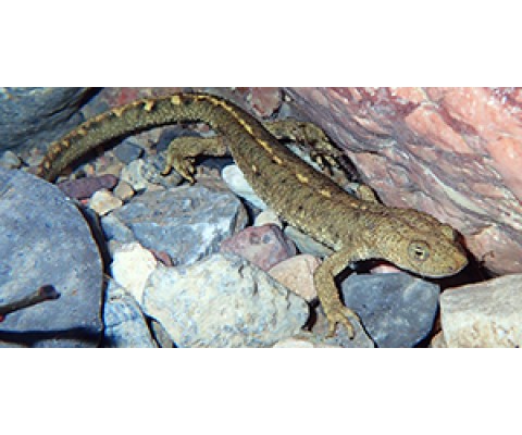 CROWDFOUNDING PYRENEAN BROOK NEWT