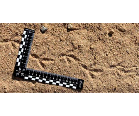 KIT ORYX TRACKS AND SIGNS
