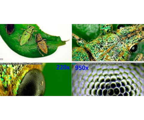 DinoLite digital microscope