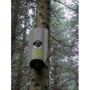 NR 4 CAJA NIDO PARA MOCHUELO BOREAL CON PROTECTOR ANTIDEPREDADORES_1