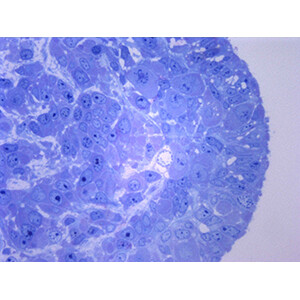 TINCIÓN PARA MICROSCOPIA - AZUL DE METILENO
