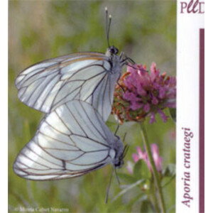 IMAN MARIPOSA APORIA CRATAEGI