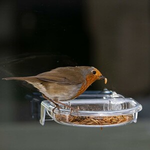 ILR-TT COMEDERO VENTANA &QUOT;ROBINS TREAT TRAY&QUOT; 4