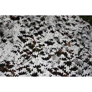 TRAGOPAN LÁMINA RECORTADA DE CAMUFLAJE 3X3 M COLOR NIEVE/CAMO