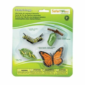 FIGURAS CICLO DE LA VIDA - MARIPOSA MONARCA