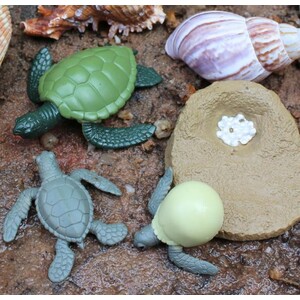 FIGURAS CICLO DE LA VIDA - TORTUGA MARINA 3