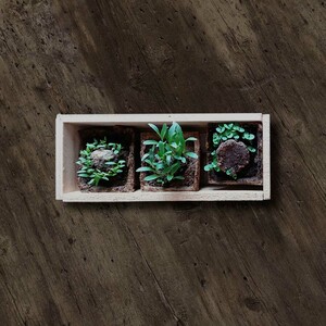 KIT AUTOCULTIVO PIZZA_1