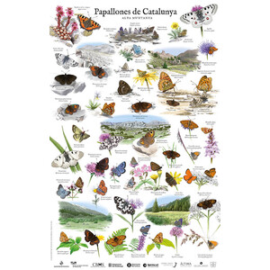 PÓSTER PAPALLONES DE CATALUNYA. ALTA MUNTANYA