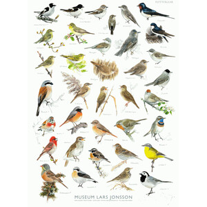 PÓSTER FLYTTFAGLAR - MUSEUM LARS JONSSON (AVES MIGRATORIAS)