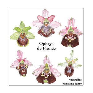 CAJA ACUARELAS- OPHRYS DE FRANCE, D'OCCITANIE, DE CATALOGNE ET DE CORSE