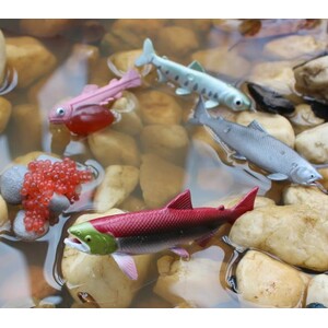 FIGURAS CICLO DE LA VIDA EL SALMÓN 3