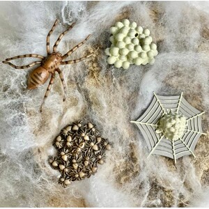FIGURAS CICLO DE LA VIDA- ARAÑA 3