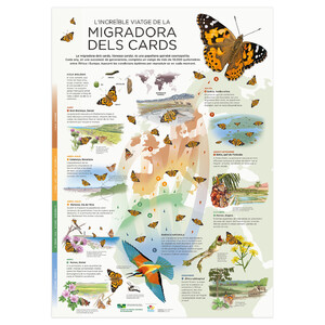 PÓSTER L'INCREÏBLE VIATGE DE LA MIGRADORA DELS CARDS