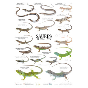 PÓSTER SAURES DE CATALUNYA