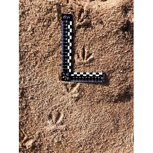 REGLA PARA RASTREO DE FAUNA 5