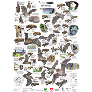 PÒSTER RATPENATS DE CATALUNYA