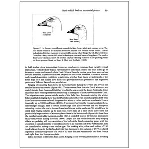 BIRD MIGRATION 4