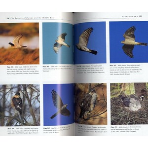 THE RAPTORS OF EUROPE AND THE MIDDLE EAST. A HANDBOOK OF FIELD IDENTIFICATION. 3