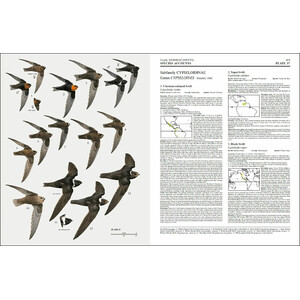 HANDBOOK OF THE BIRDS OF THE WORLD, VOL. 5. BARN-OWLS TO HUMMINGBIRDS_1