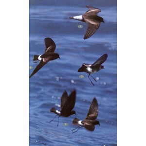 BIRDS, MAMMALS AND REPTILES OF THE GALÁPAGOS ISLANDS 3