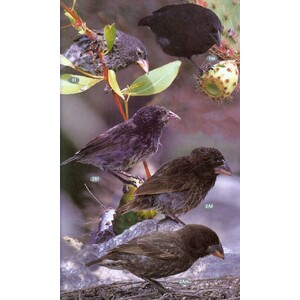 BIRDS, MAMMALS AND REPTILES OF THE GALÁPAGOS ISLANDS 4