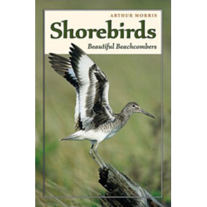 BEAUTIFUL BEACHCOMBERS SHOREBIRDS
