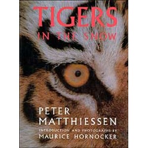 TIGERS IN THE SNOW