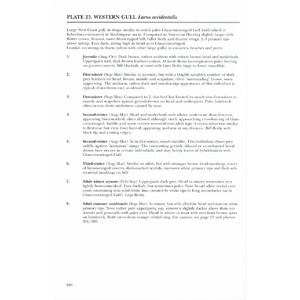 HELM IDENTIFICATION GUIDES. GULLS OF EUROPE, ASIA &AMP; NORTH AMERICA_1