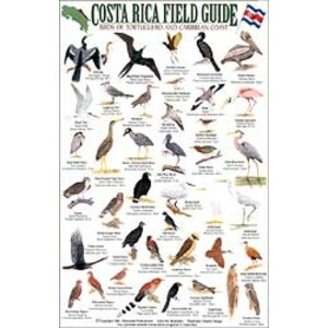 COSTA RICA FIELD GUIDE: BIRDS OF TORTUGUERO AND THE CARIBBEAN COAST