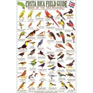 COSTA RICA FIELD GUIDE: BIRDS OF THE OSA PENINSULA