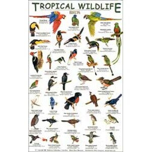 TROPICAL WILDLIFE FIELD GUIDE: BIRDS