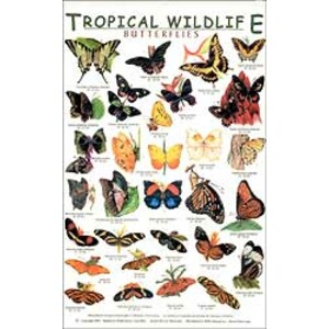 TROPICAL WILDLIFE FIELD GUIDE: BUTTERFLIES