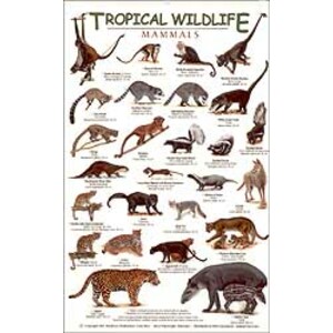 TROPICAL WILDLIFE FIELD GUIDE: MAMMALS