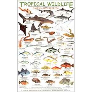 TROPICAL WILDLIFE FIELD GUIDE:PACIFIC COAST REEF FISH