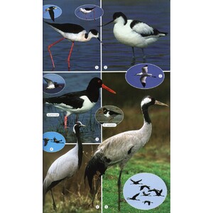 BIRDS OF THE MEDITERRANEAN 4