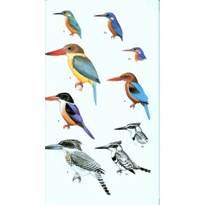 HELM FIELD GUIDES. BIRDS OF NORTHERN INDIA 3