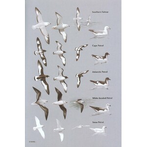 HELM FIELD GUIDES. BIRDS OF CHILE INCLUDING THE ANTARCTIC PENINSULA, THE FALKLAND ISLANDS AND SOUTH GEORGIA 3