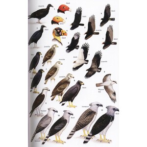 HELM FIELD GUIDES. BIRDS OF BELIZE 3