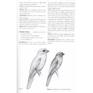 HELM FIELD GUIDES. BIRDS OF BELIZE 4