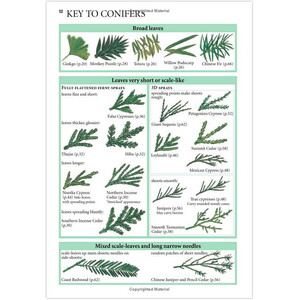 COLLINS TREE GUIDE. THE MOST COMPLETE FIELD GUIDE TO THE TREES OF BRITAIN AND EUROPE_1
