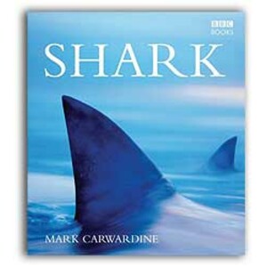 SHARK. WILDLIFE IN DANGER