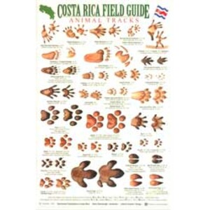 COSTA RICA FIELD GUIDE: ANIMAL TRACKS