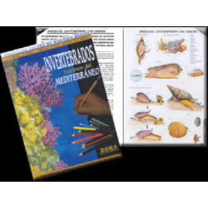 CUADERNO COLOREABLE OCÉANO DE INVERTEBRADOS MARINOS DEL MEDITERRÁNEO