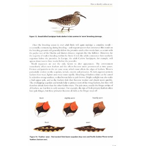 HELM FIELD GUIDES. WADERS OF EUROPE, ASIA AND NORTH AMERICA 2