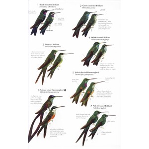 HELM FIELD GUIDES. BIRDS OF NORTHERN SOUTH AMERICA. AN IDENTIFICATION GUIDE. PLATES AND MAPS 5