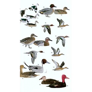 HELM FIELD GUIDES. BIRDS OF SOUTHERN INDIA_1