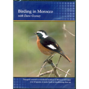 DVD BIRDING IN MOROCCO WITH DAVE GOSNEY