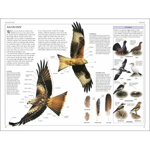 RSPB BIRDS OF BRITAIN AND EUROPE_1