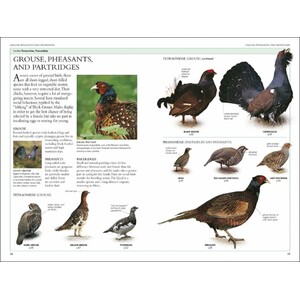 RSPB BIRDS OF BRITAIN AND EUROPE 3